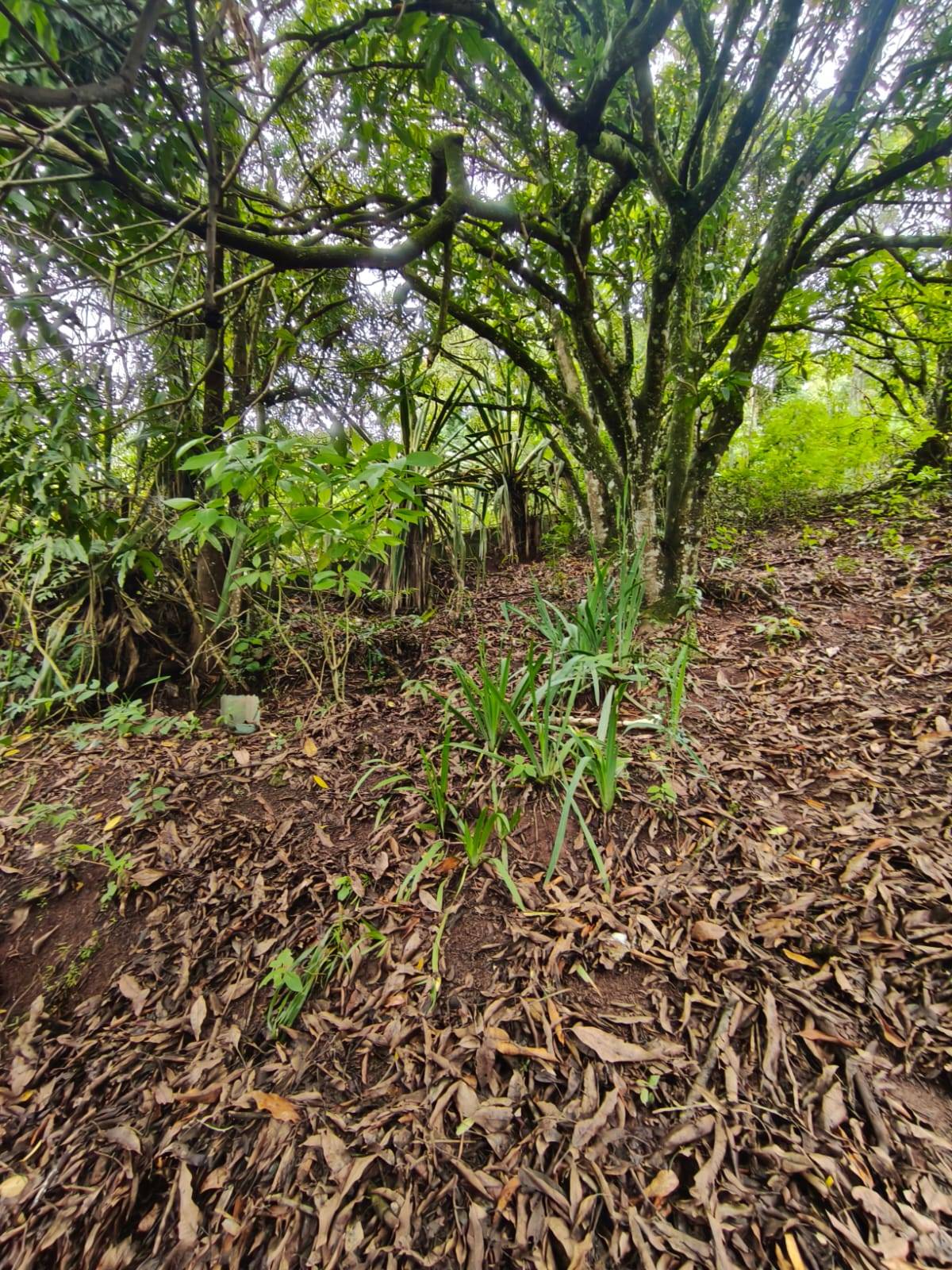 Terreno, 1200 m² - Foto 20